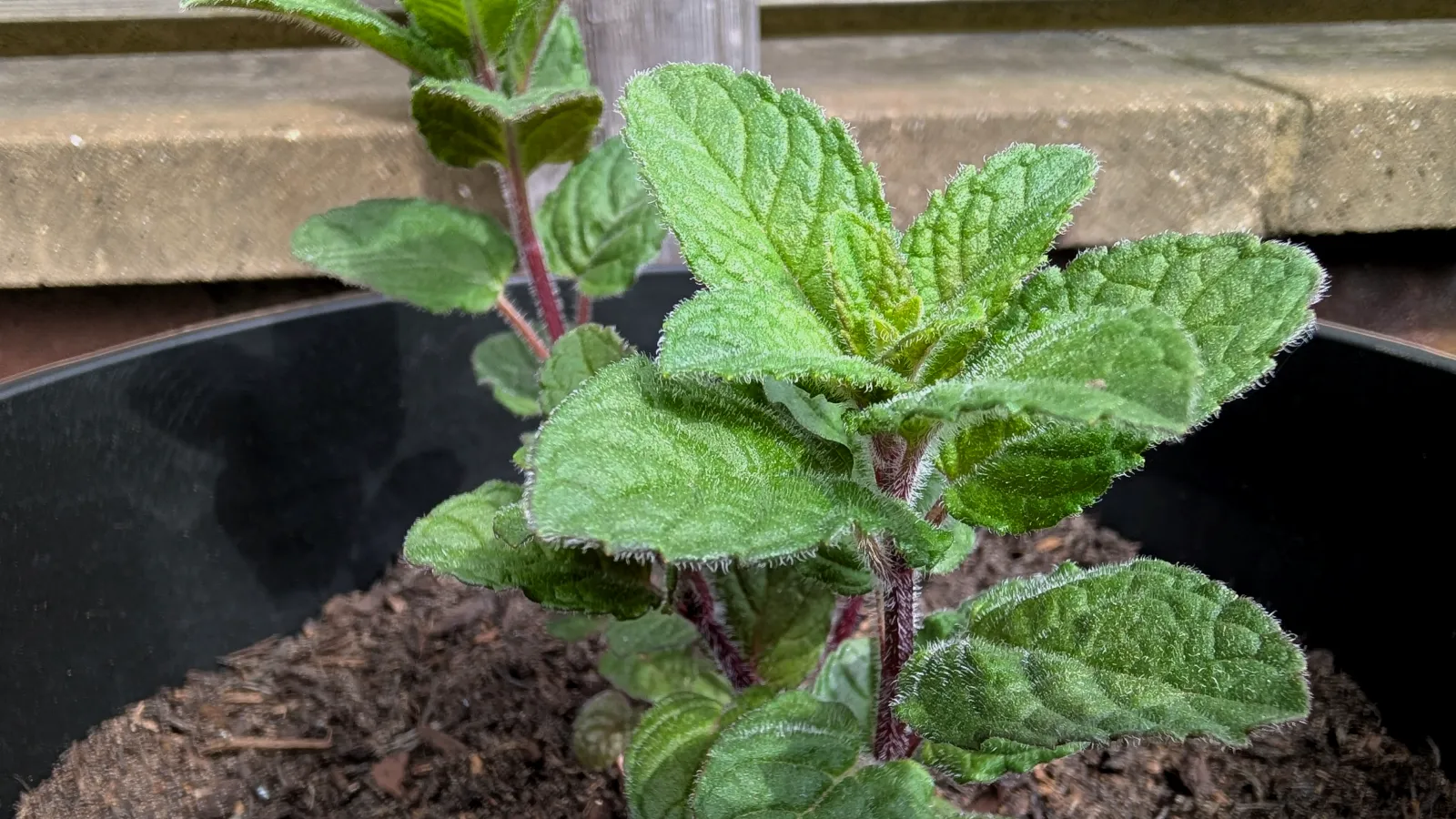 berries and cream mint plant